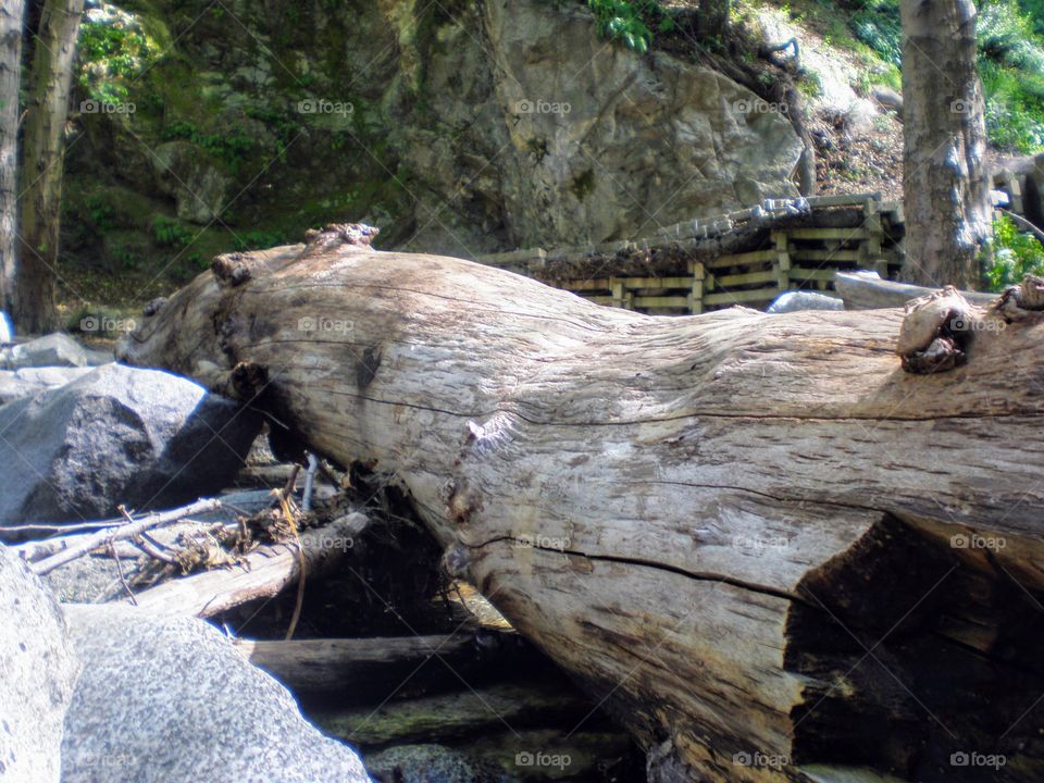 Closeup on log near dam