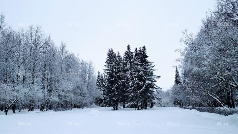 Winter landscape in the forest🌲❄️Trees in the snow🌲❄️