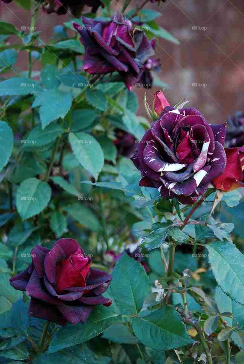 afghan roses