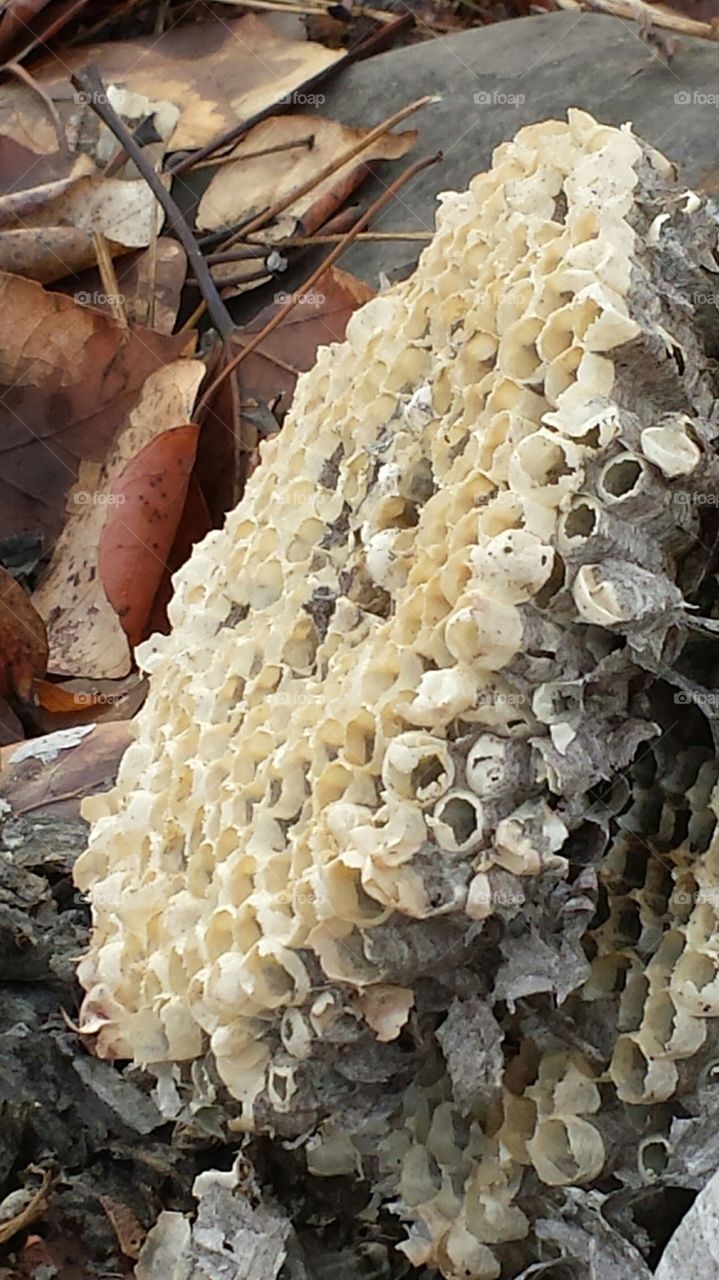 honeycomb on ground