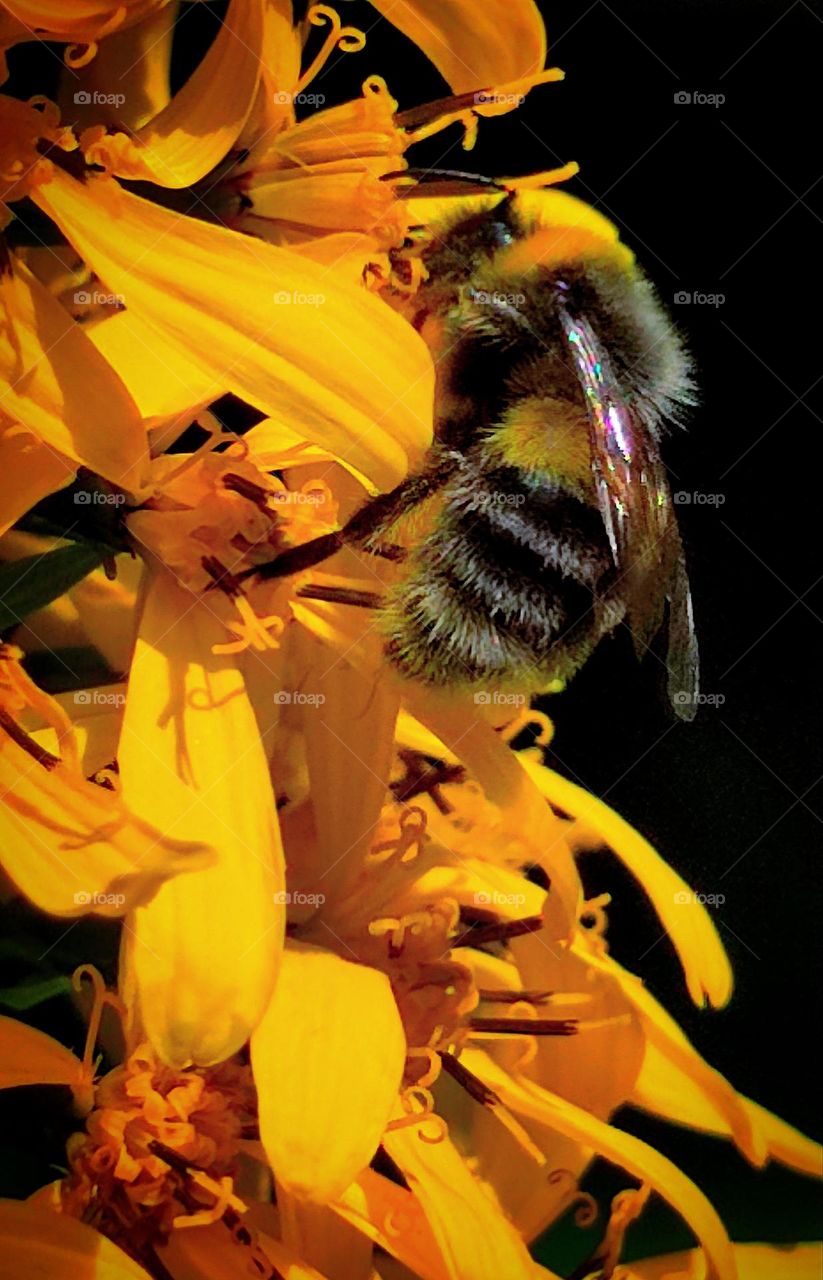 Summer.  Fluffy bumblebee sits on a yellow flower