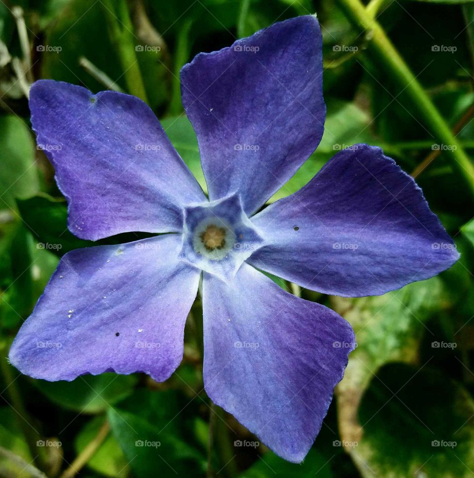 Blue spring flower close-up