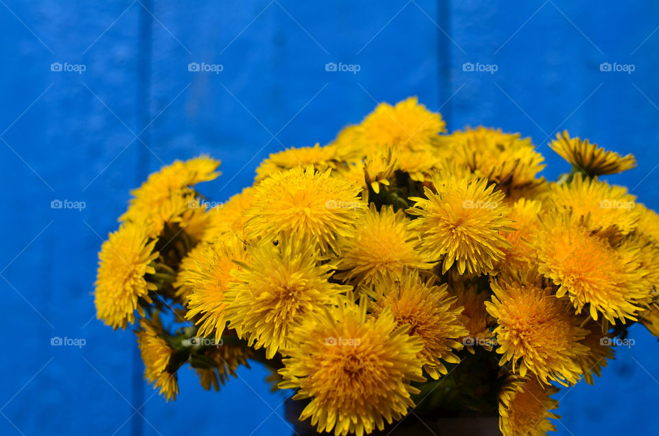 dandelions