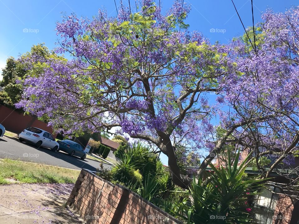Australia Jacaranda Mimosifolia flower purple colour 