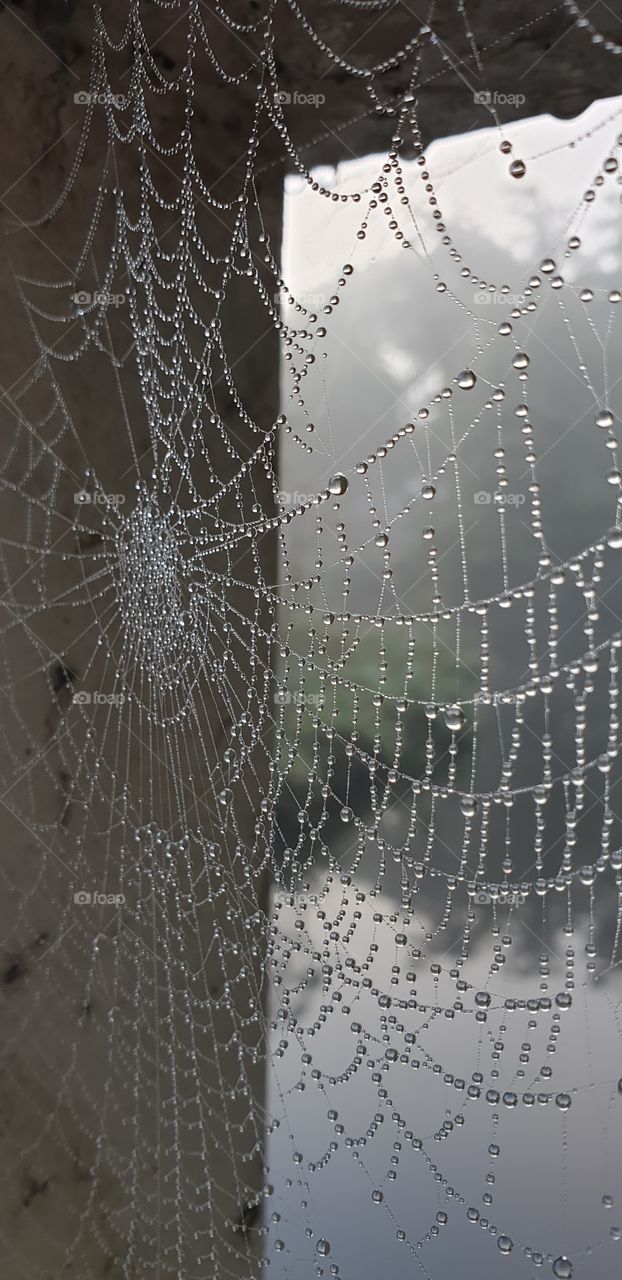 Spiderweb on a rainy foggy morning