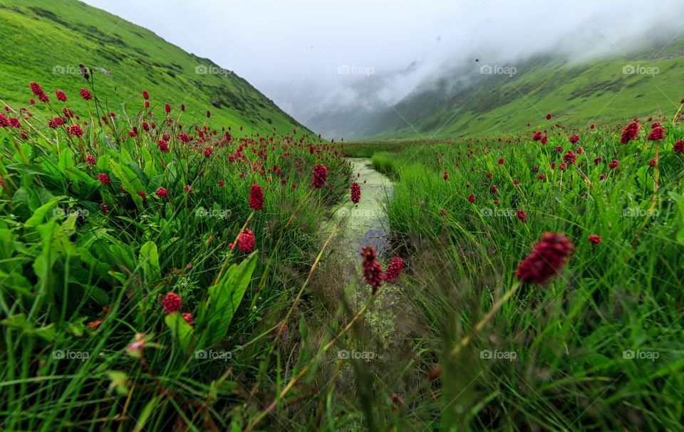 a valley where you will be happy to be lost