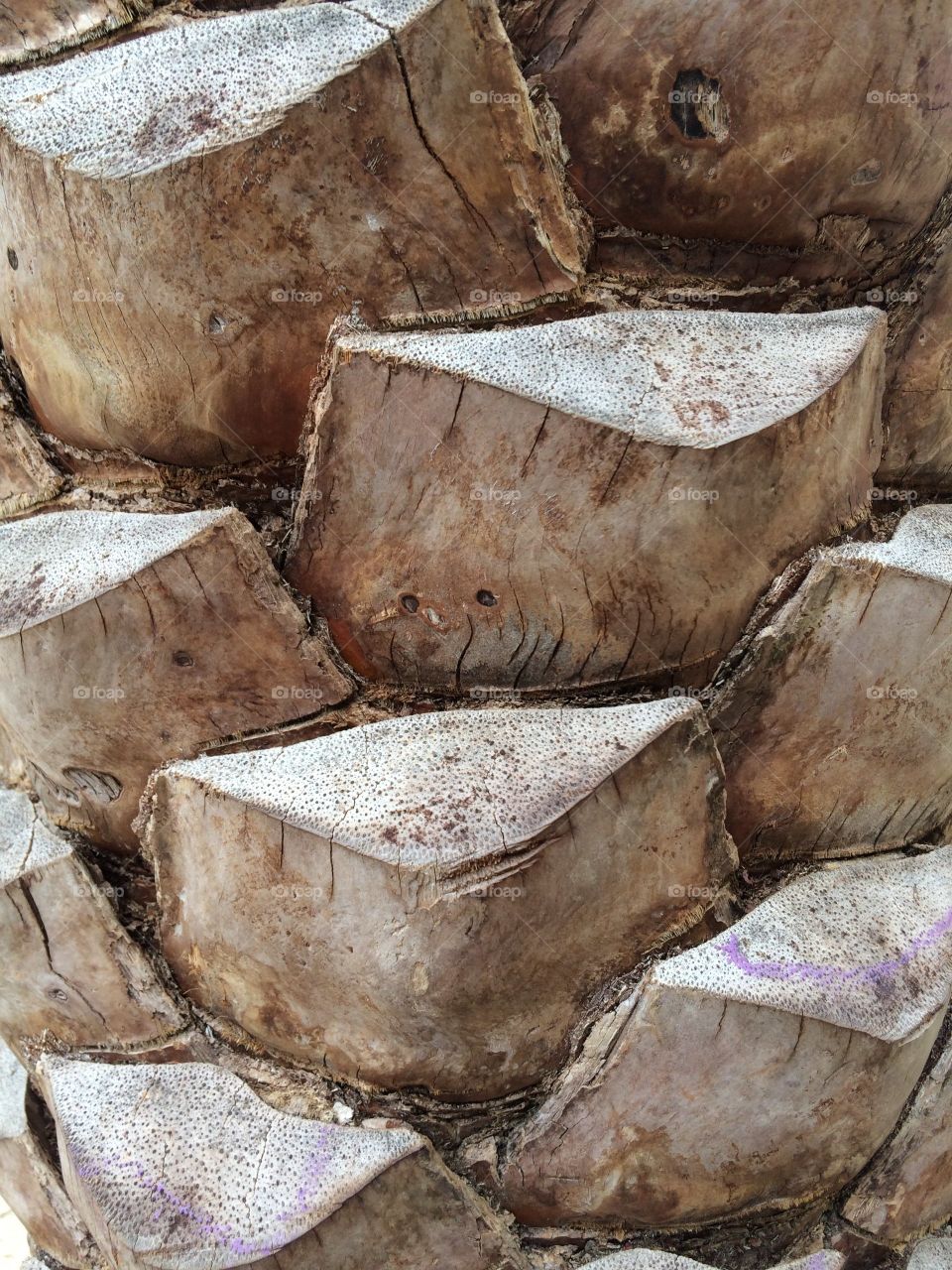 Closeup of palm tree trunk with pattern, texture, and repetition in nature