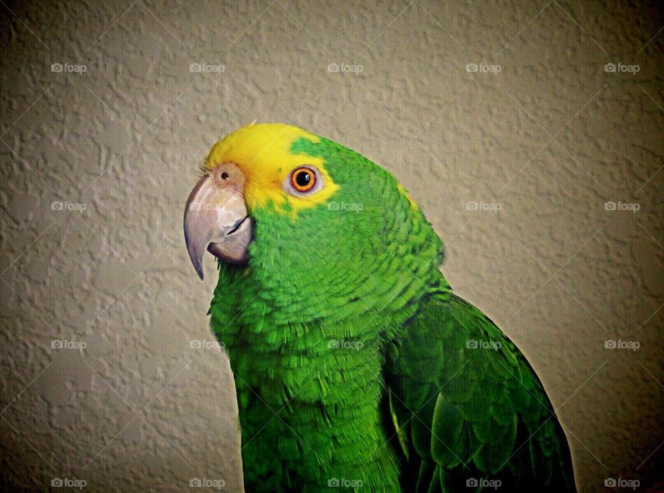 Amazon Parrot Portrait 
