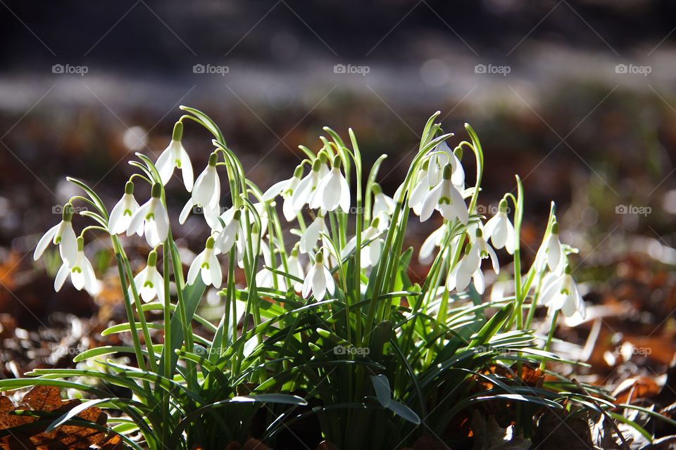 Close-up of white flower plant