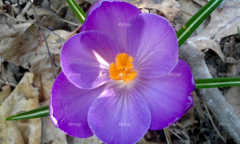 Spring has Sprung! 3 Beautiful Crocus flowers popped out just after a Spring thaw in Wisconsin.