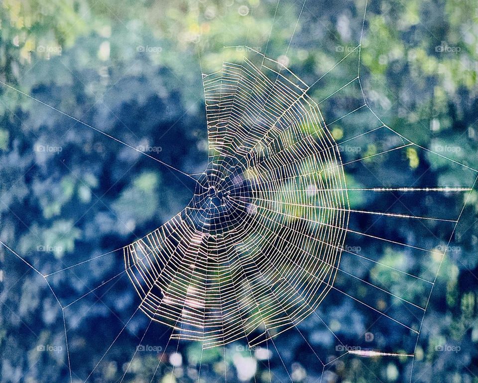 Spider web
