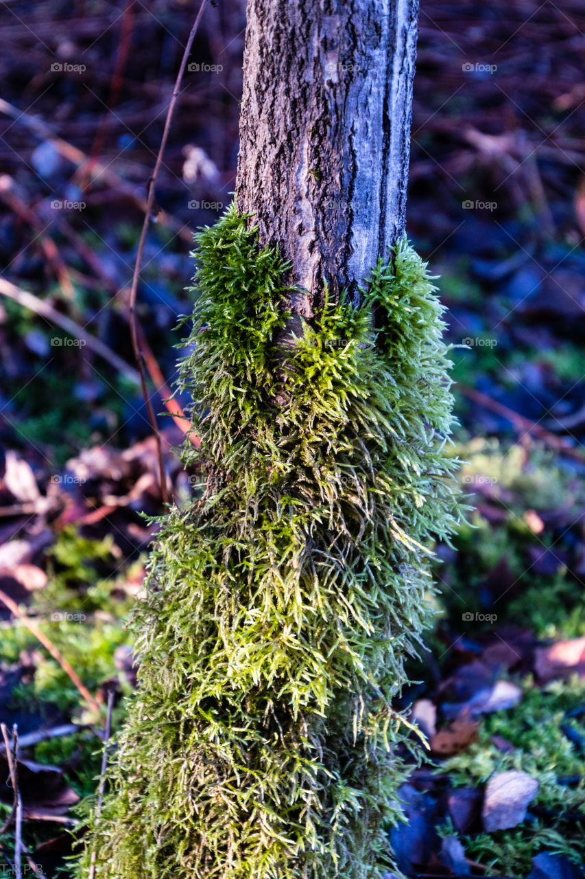 a mossy tree trunk on a warm winter day in the forest