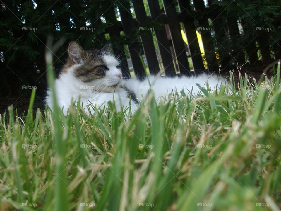 Grass, Cat, Animal, Nature, Cute