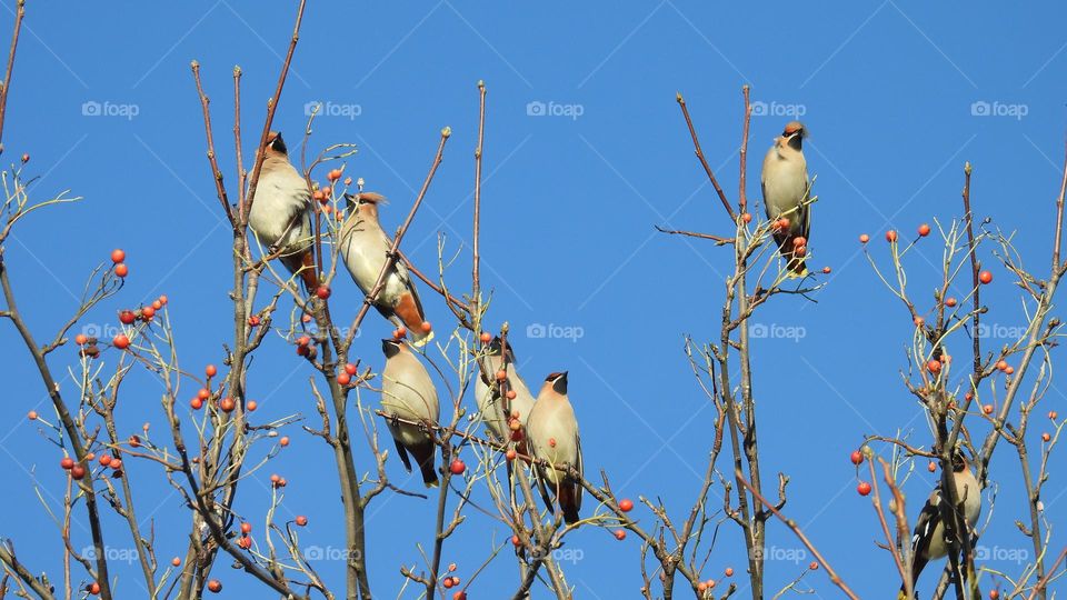 A group of waxwings in a tree