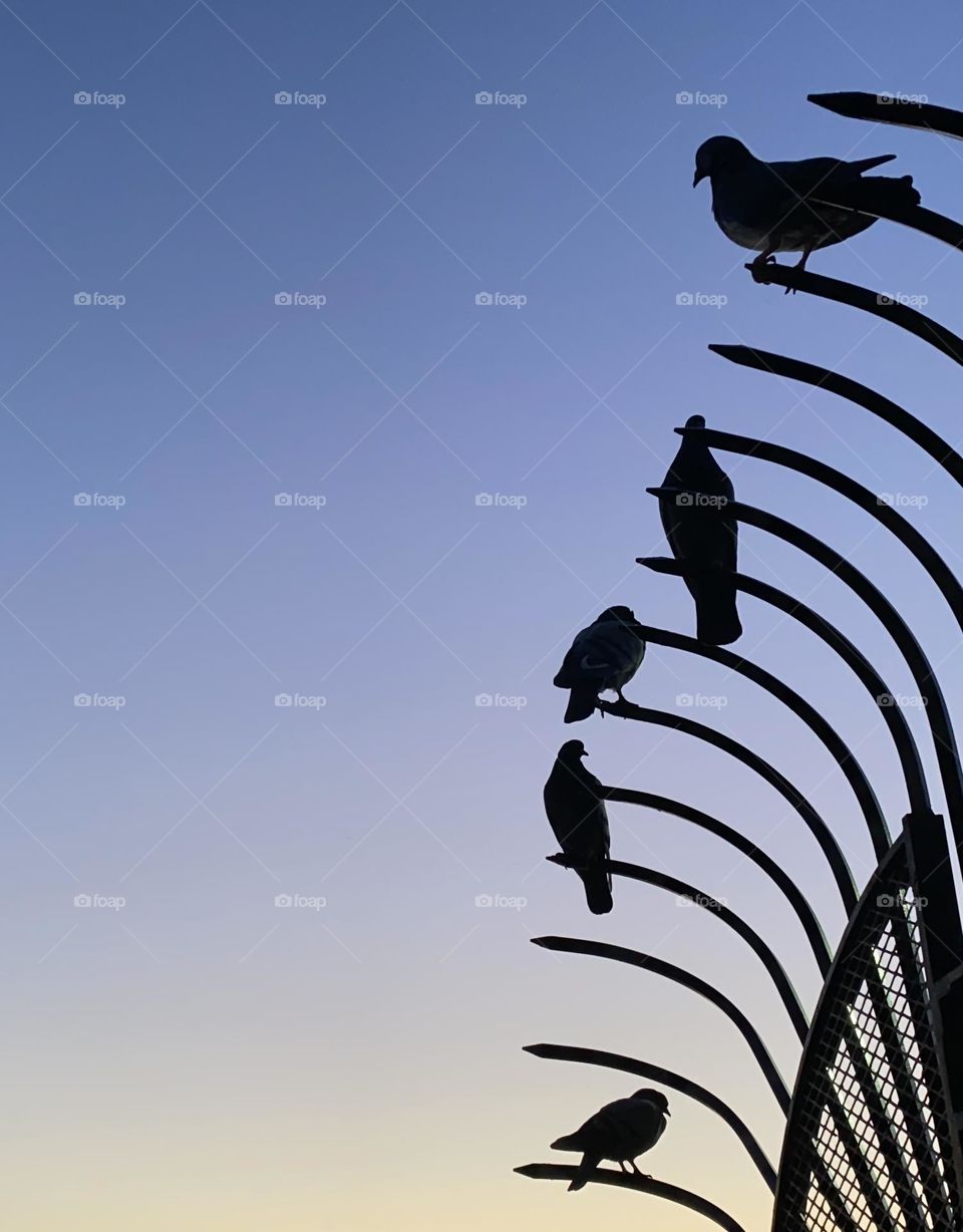 Pigeons silhouettes 