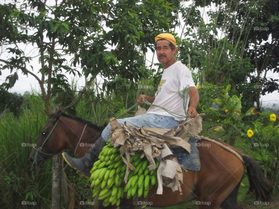 banana south america ecuador fruits vendor by delpierista