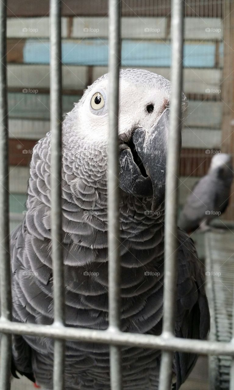 Loro - Papagaio - Aves