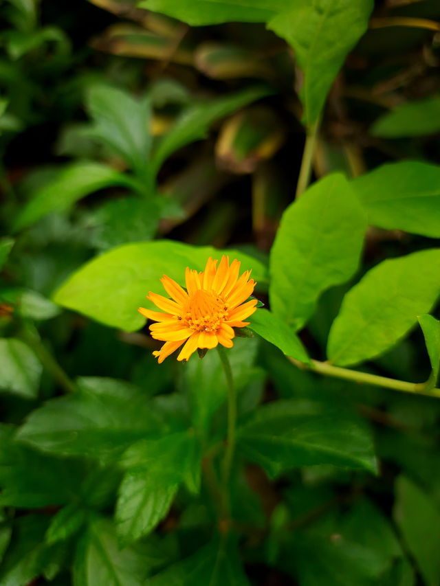 A Flower for U 😊