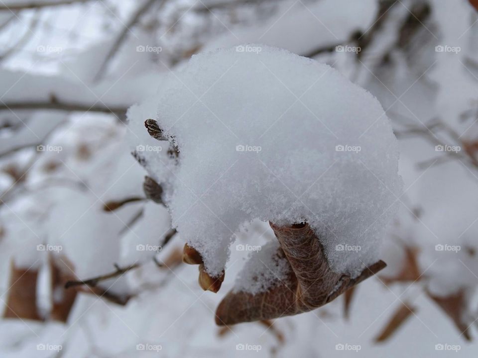 Winters Beauty