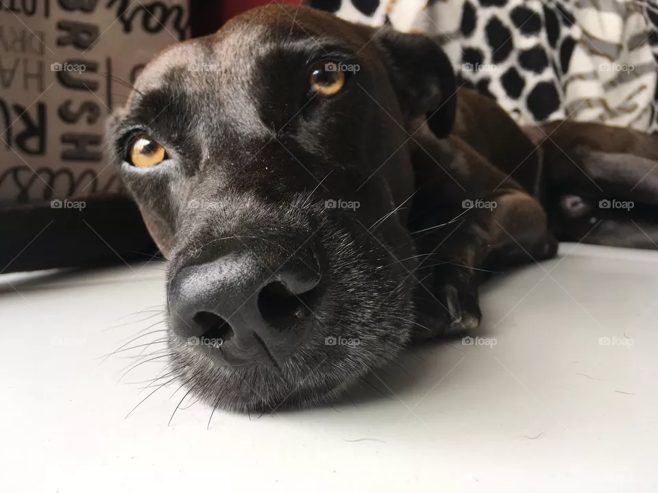 Dog 
