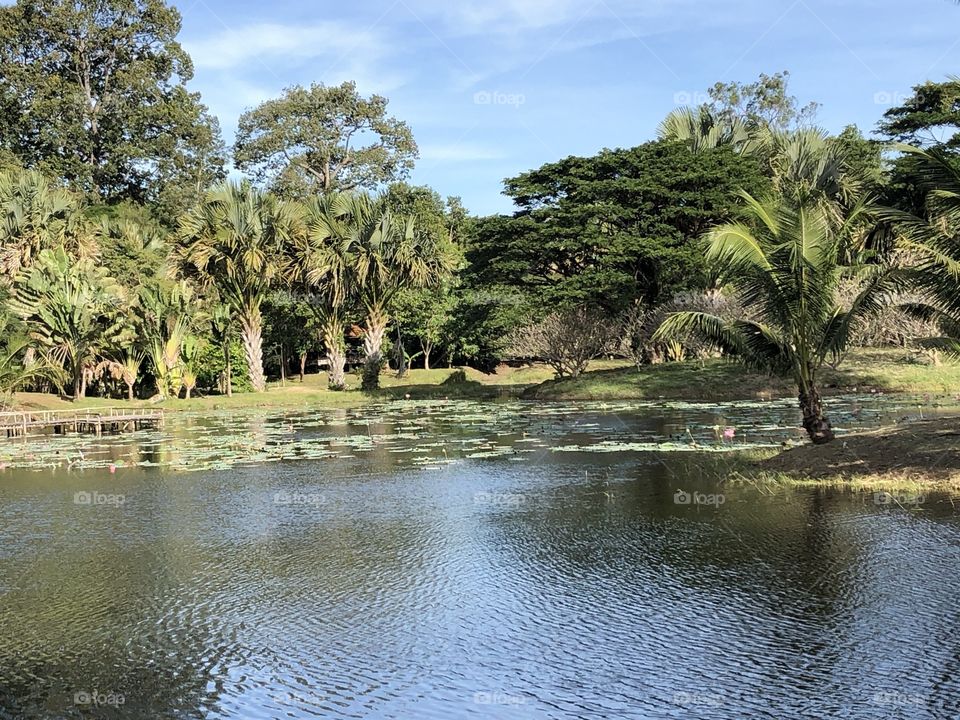 The stories of the Pukae Botanical Garden.