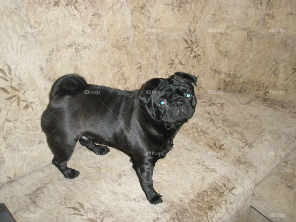 dog pug