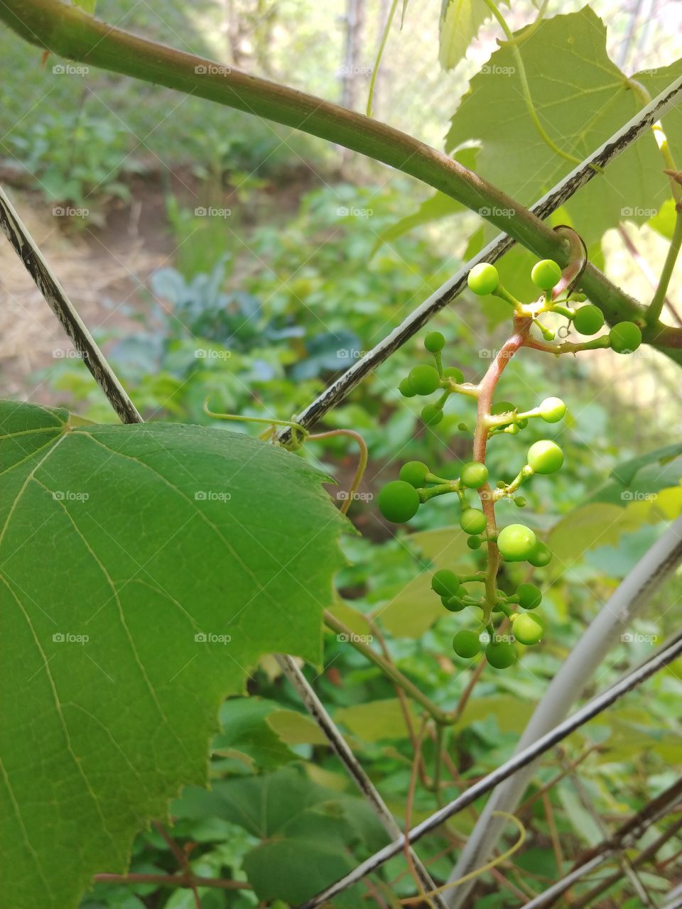 most adorable green baby grapes growing in this years beautiful summer garden in new york!