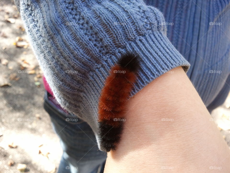 Wooly Bear