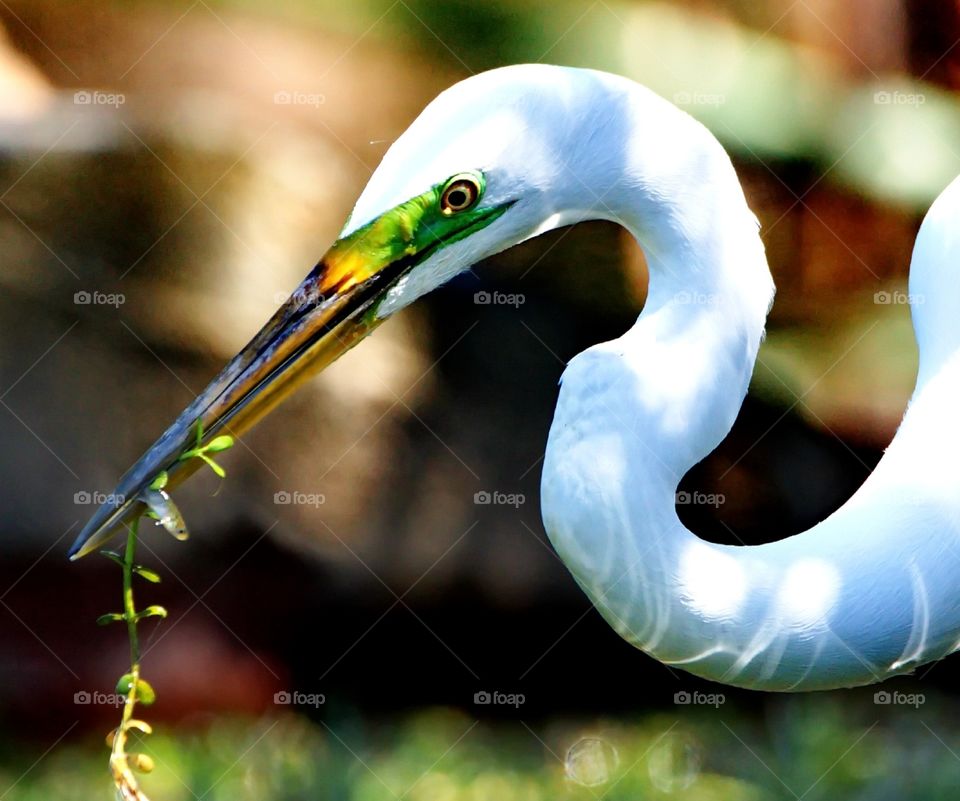 Egret enjoying a little fish lunch