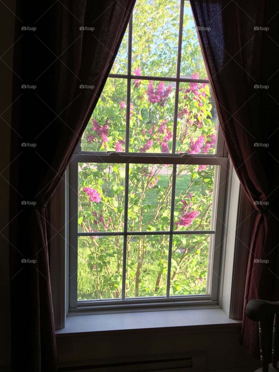 Looking out at my lilac tree 