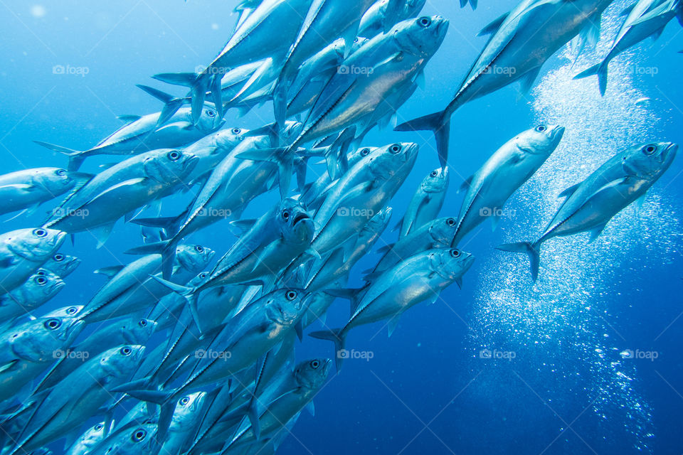 This Jackfish is sensing something suspicious 