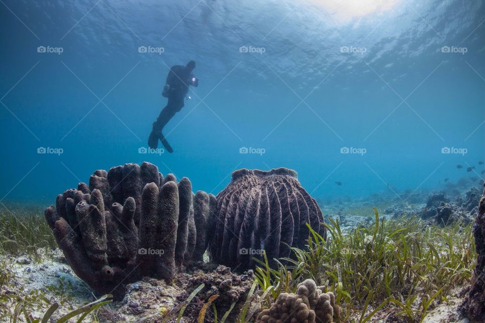 Sponge and diver