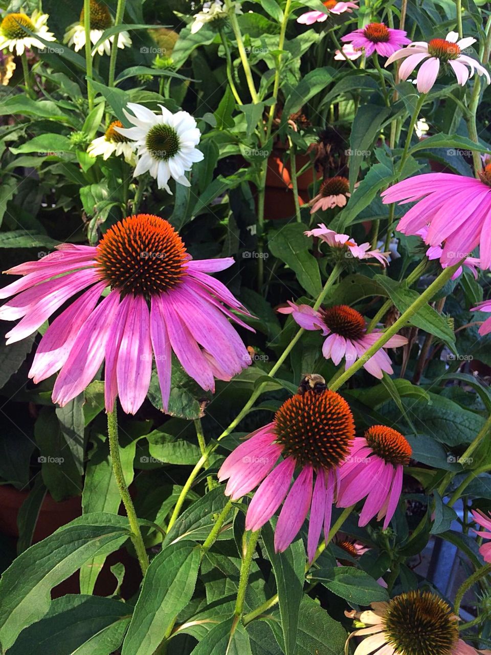 Echinacea 
