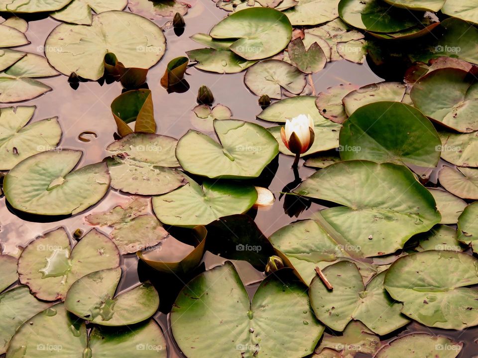 waterlilies