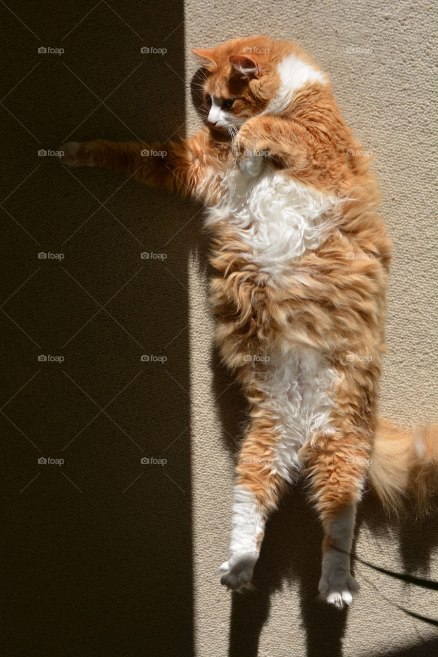 cat pet lying in the solar lights top view