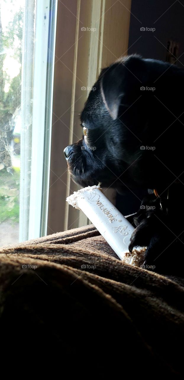 Black puppy pug staring out window chewing on a white play bone