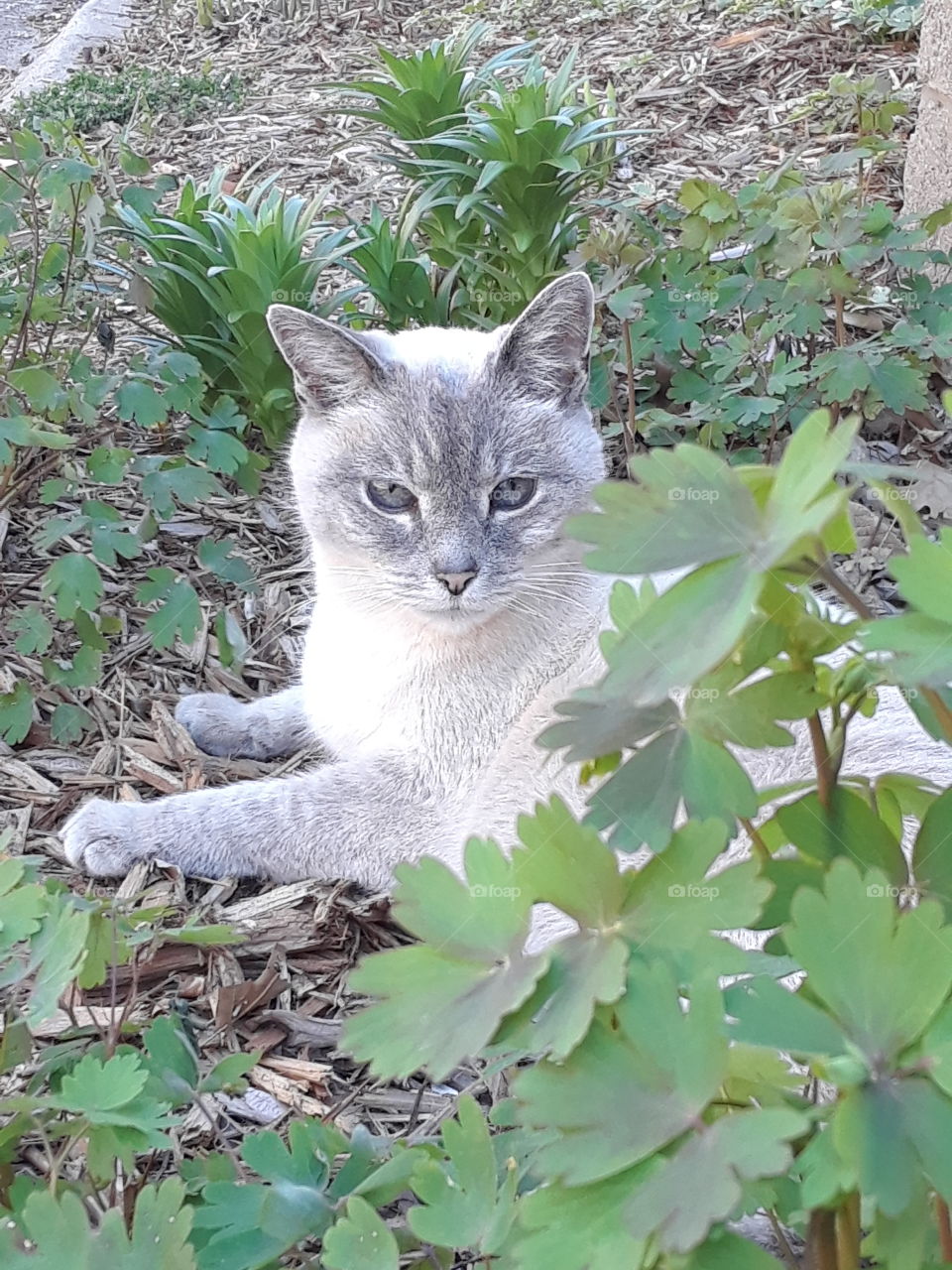 Siamese Tabby cat with blue eyes in the garden