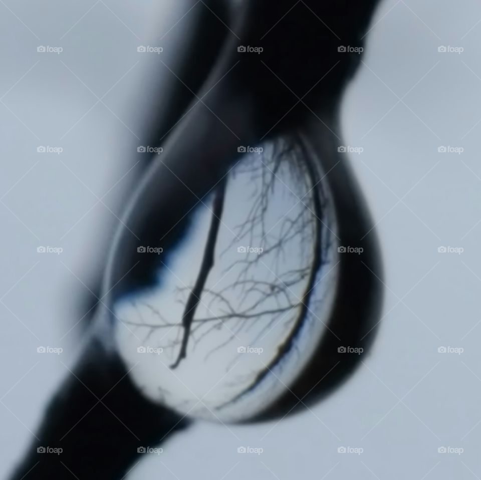 Dewdrops on Berry bush !