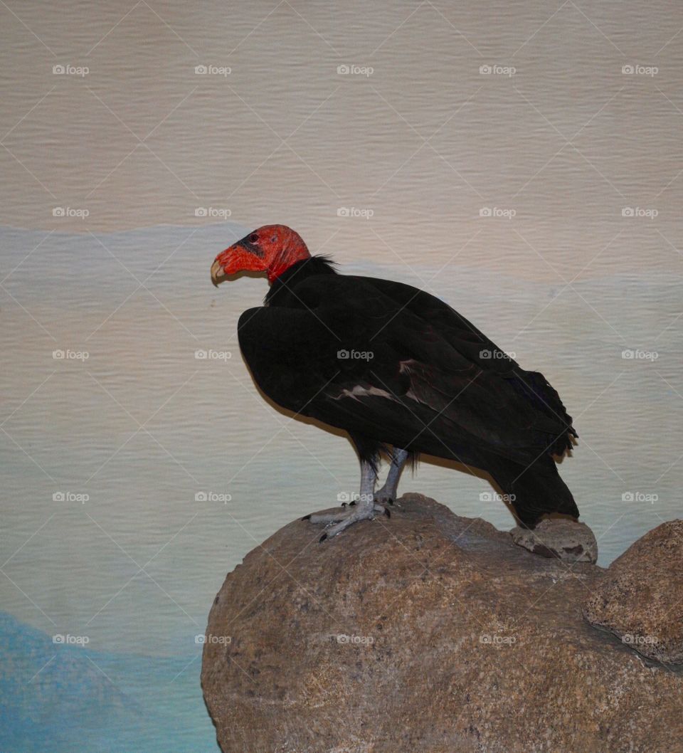 Keep Your Small Pets in the House!