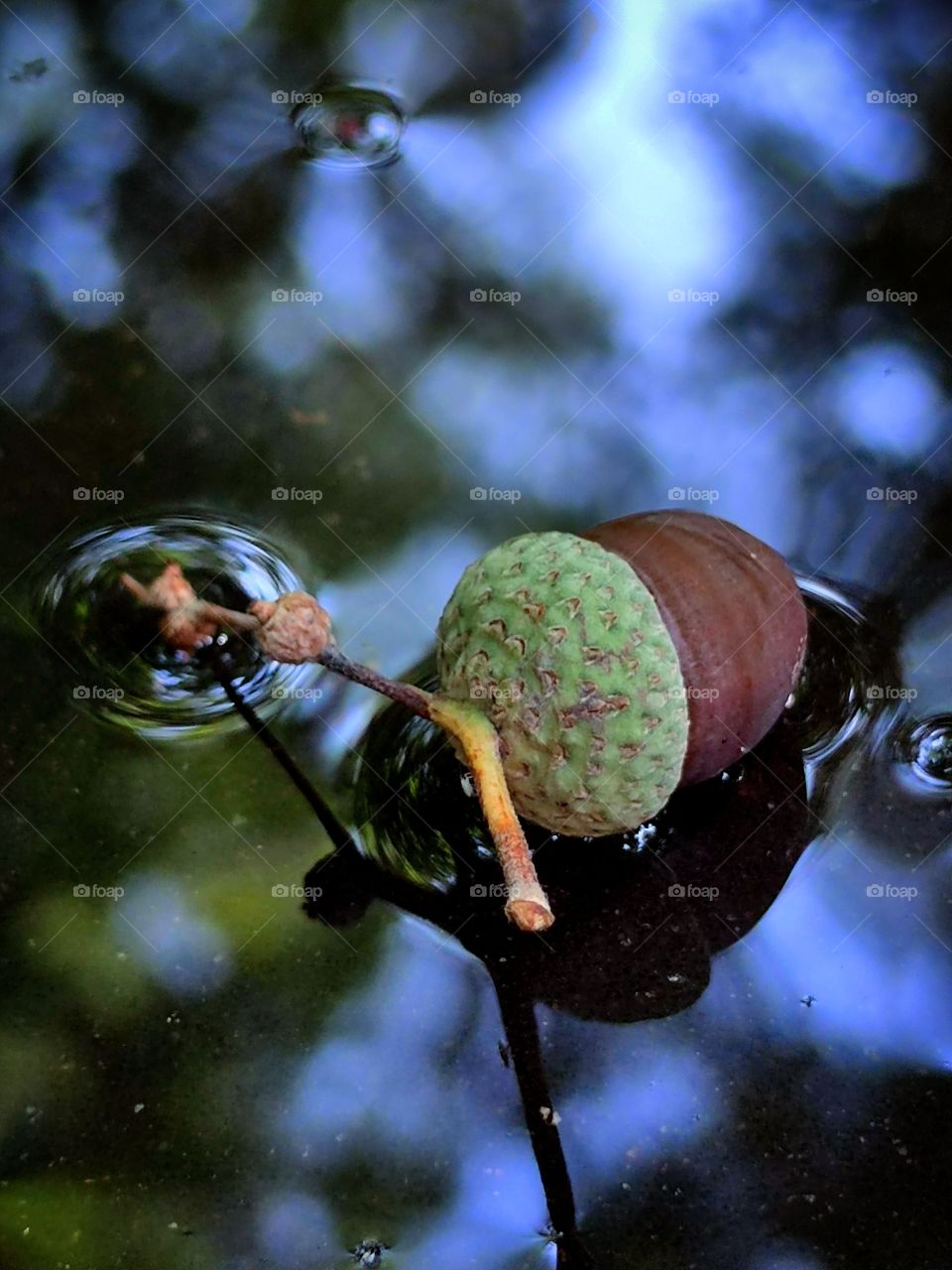 The acorn lies on the wet asphalt.  the circles of water and the reflection of green trees are visible