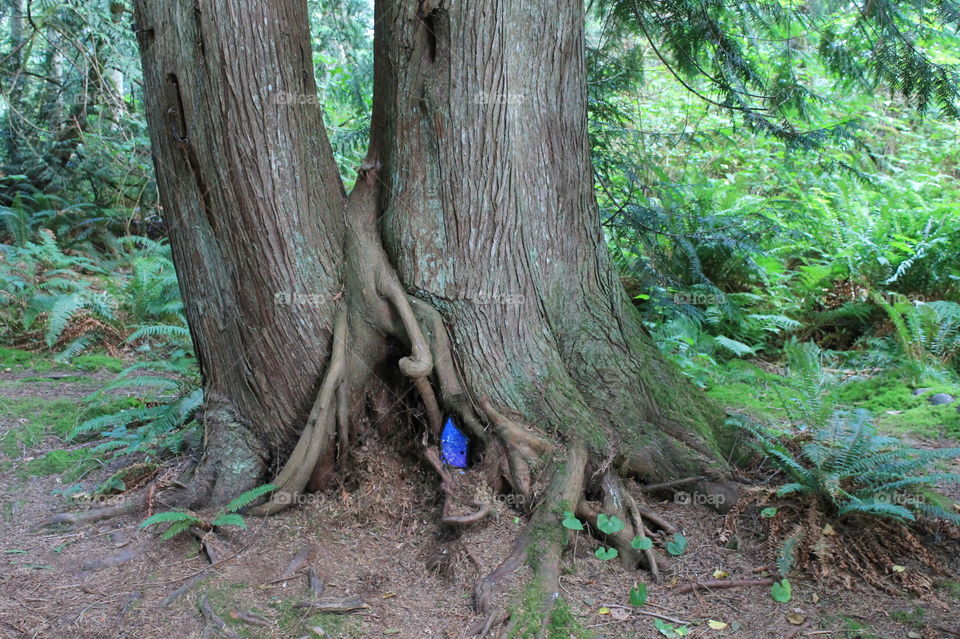 A little blue door in the bottom of a gnarly tree trunk suspected to lead to the home of a forest fairy. This is a unique little park; another wonder on the West Coast!