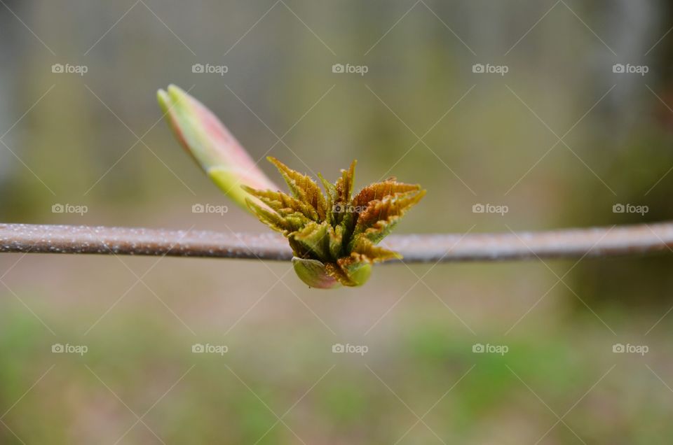 bud
