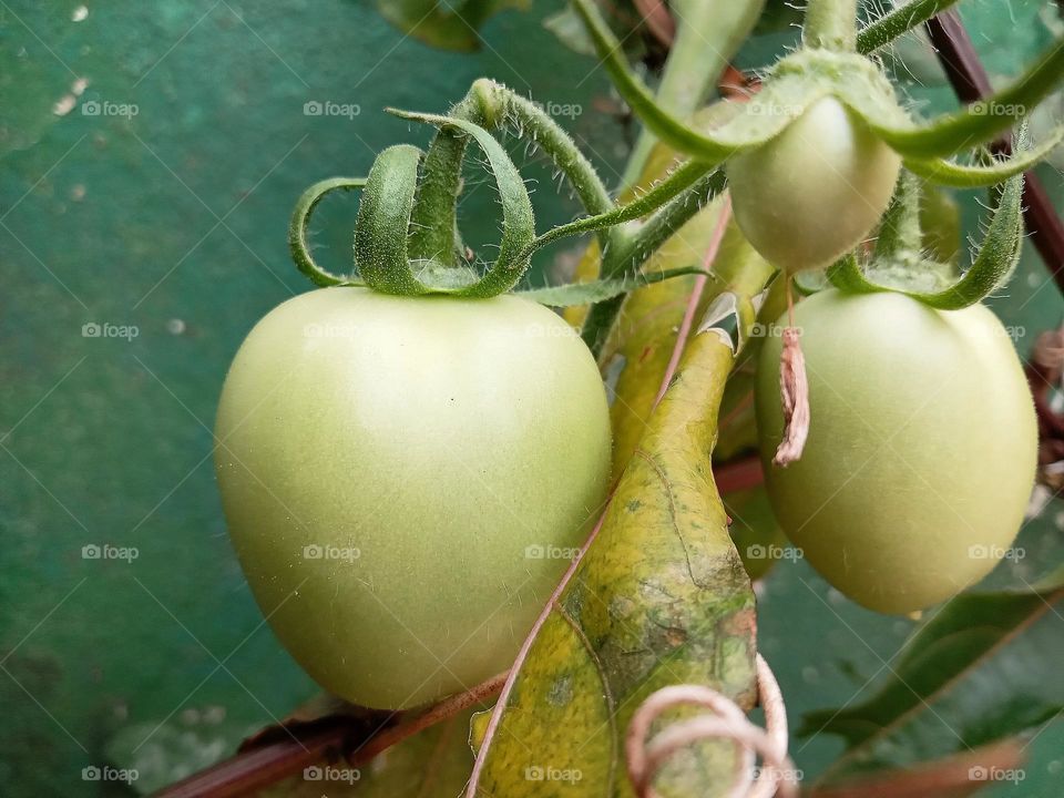 Green Tomatoes