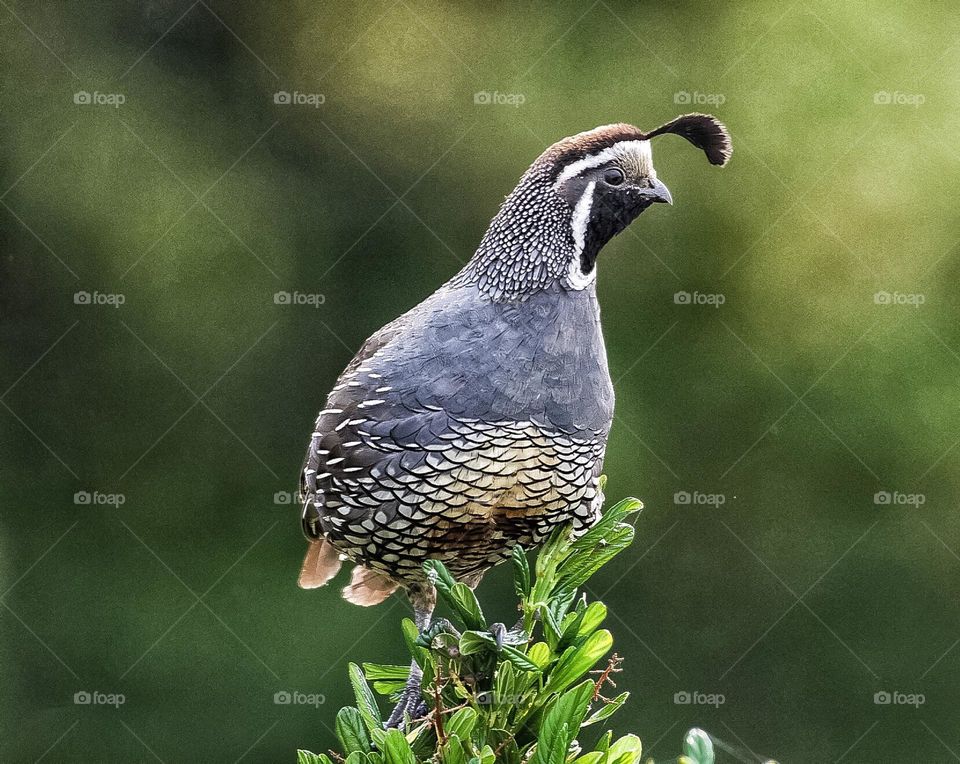 Male quail