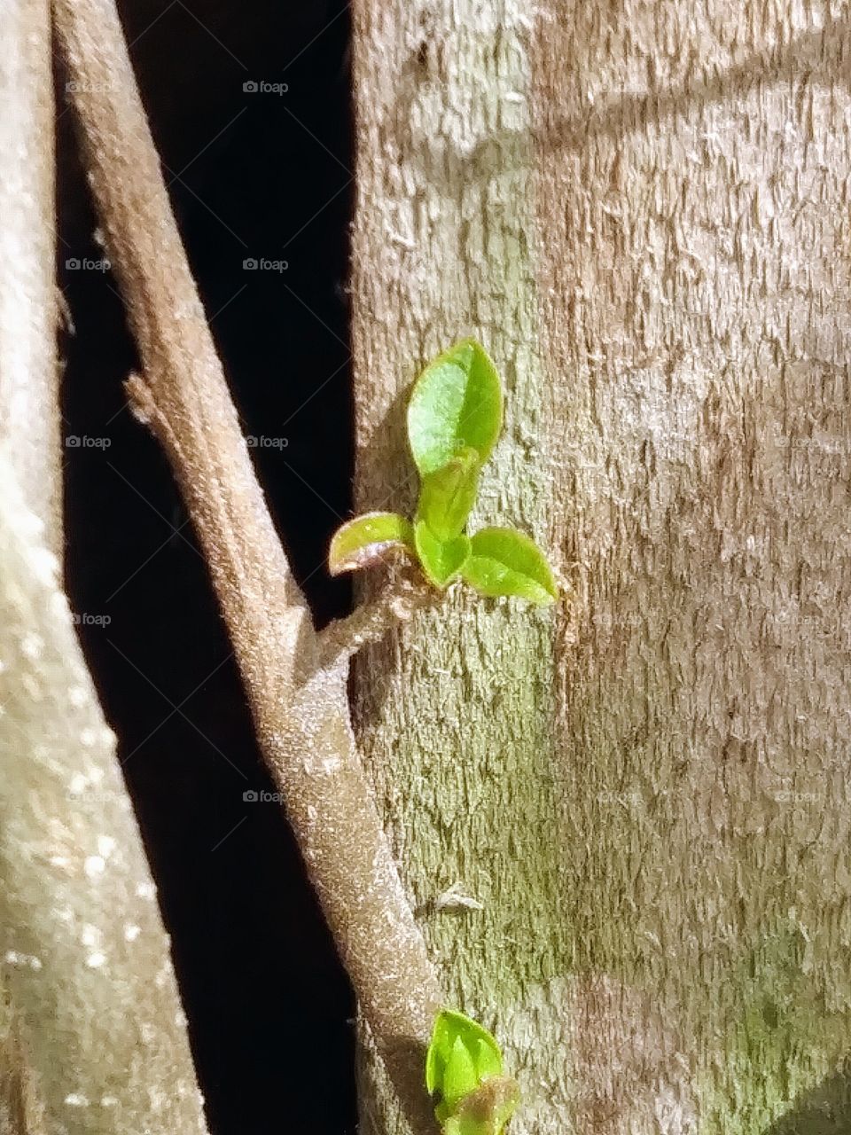 first sign of spring