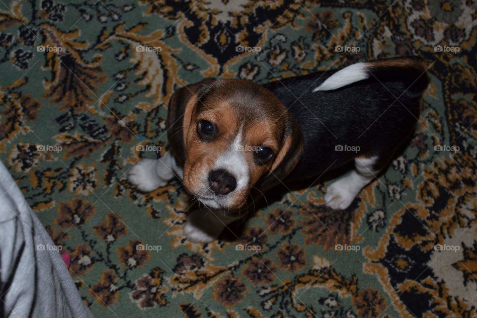 beagle puppy