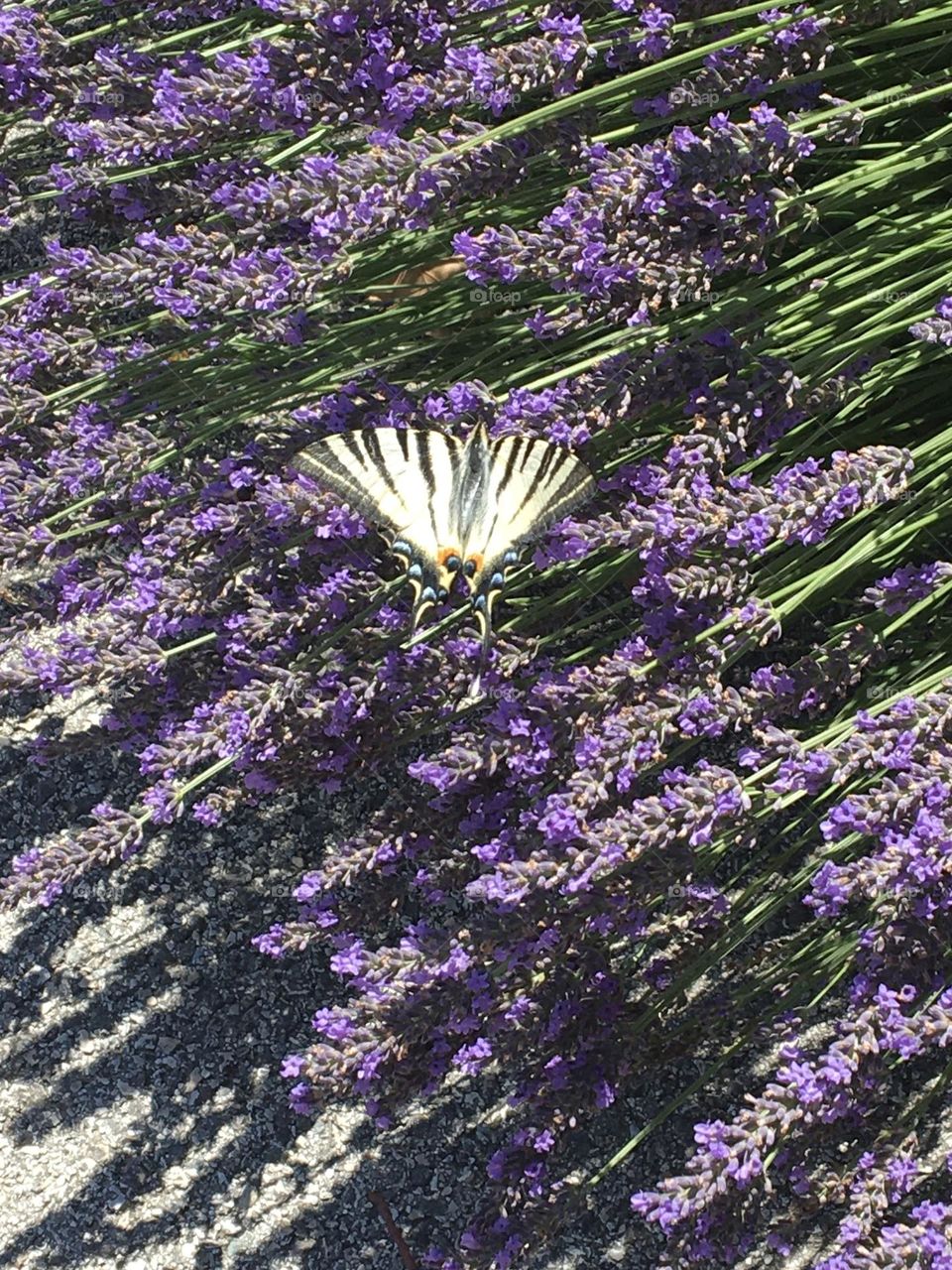 Butterfly on lavender flowers in full summertime 