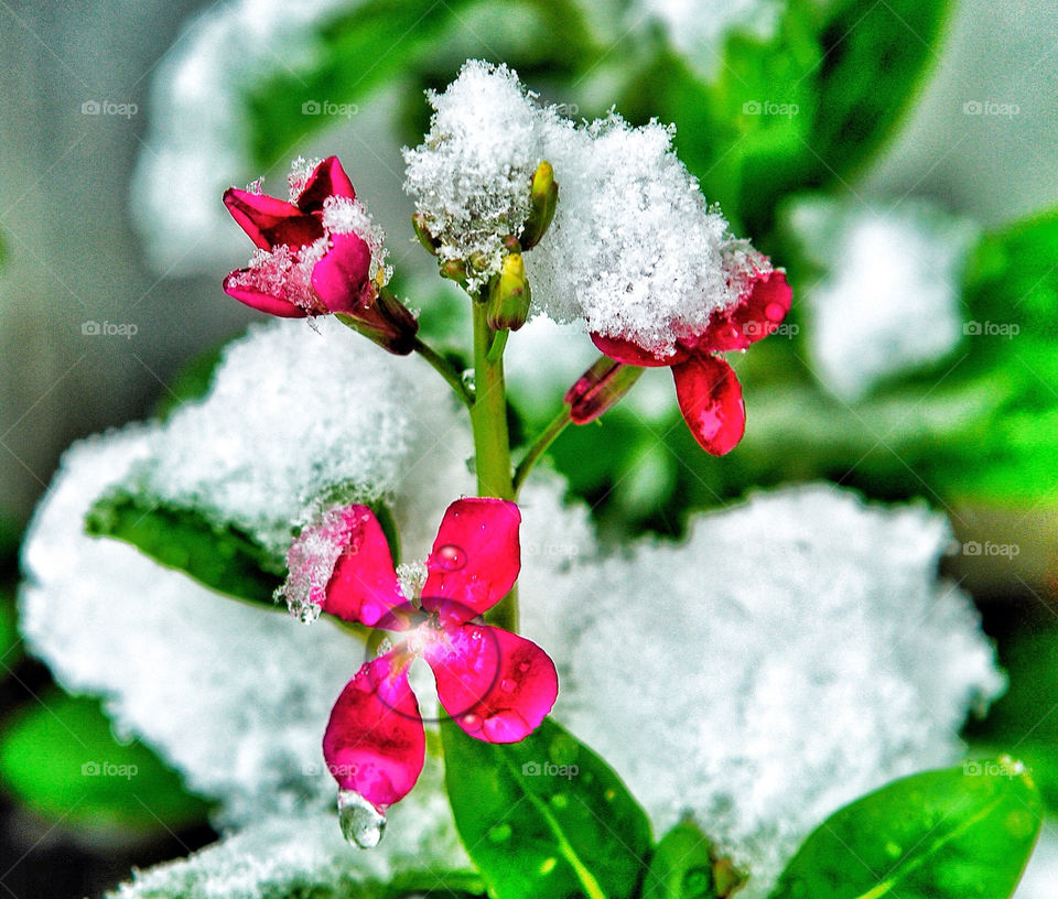 Winter flower