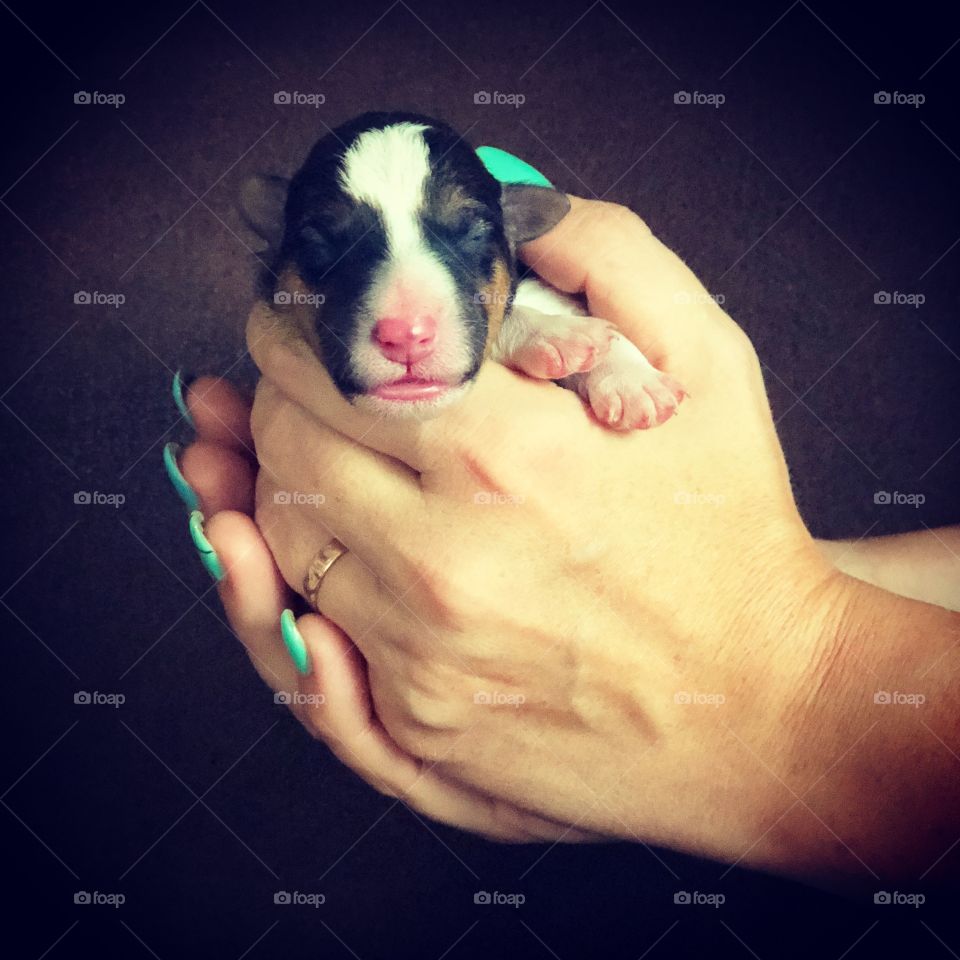 Woman holding a new born fox terriër puppy in her hands