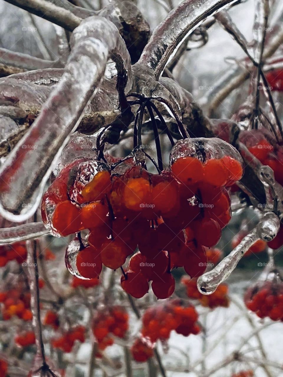 guelder rose🌨️